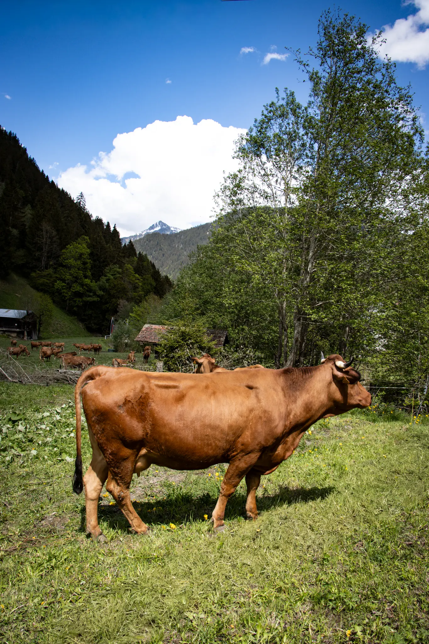 CopyrightMargotGraia125